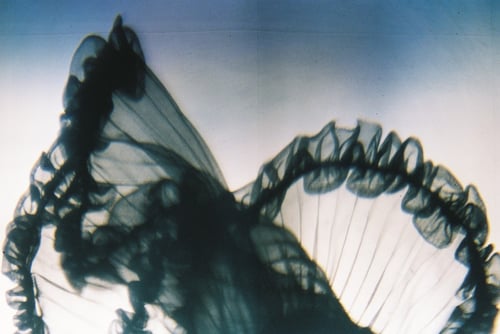 YLOP - FRAMON©stephan brenn