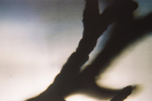 YLOP - TUNG©stephan brenn