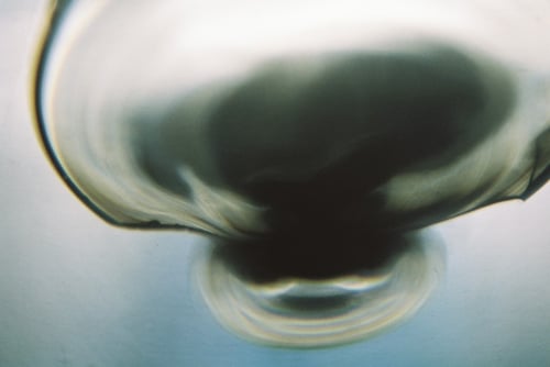 YLOP - HYMOPH©stephan brenn