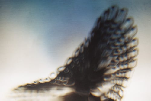 YLOP - KOMOHR ©stephan brenn