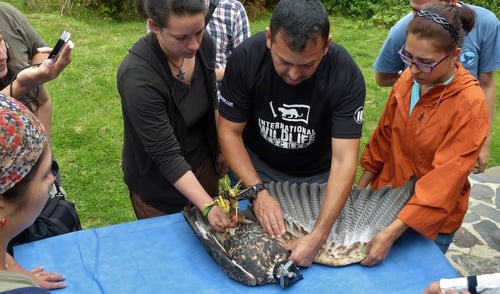 El gran experto MV Wilson F. Moreno en el curso de Manejo de Fauna y Bioseguridad en Boyacá en octubre de 2013.