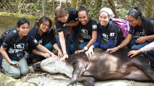 Alumnos de Biotropical "relajando" a un Tapir o Danta.