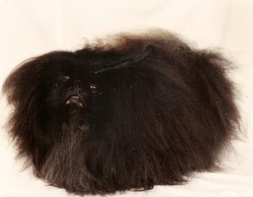 Fearnvale Ebony Marshall (Sahib)