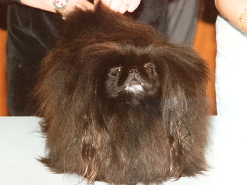 Junior World Champion, international Multichampion