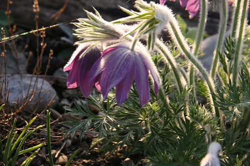 Wildstauden und Bio Gemüsesetzlinge und Tomaten am Setzlingsmarkt in Küttigen