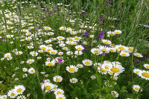 Für mehr Biodiversität im Siedlungsraum - Setzlingsmarkt Küttigen