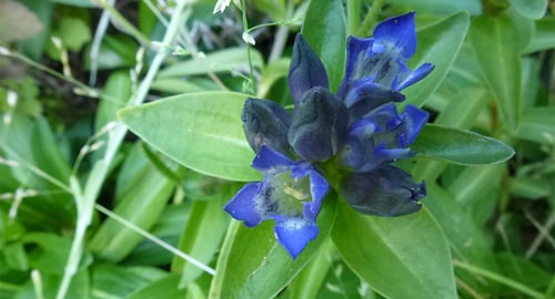 Kreuzenzian: Bild Jurapark Aargau