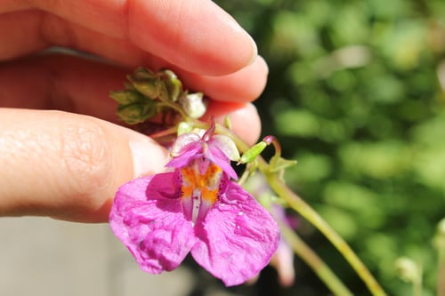 ツリフネソウ　正面