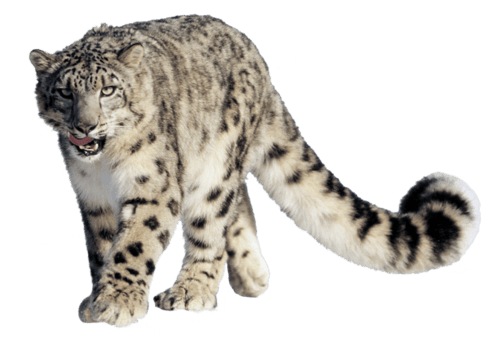 Image animaux detourée transparent sur fond blanc leopard panthere des neiges png