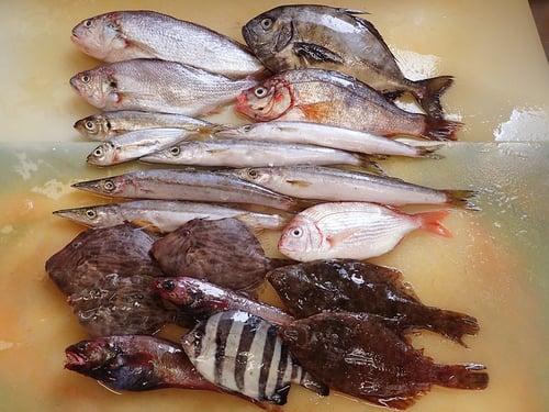 大船渡　未利用魚