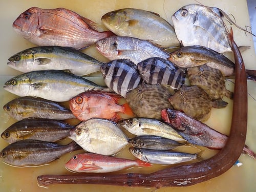 大船渡　未利用魚