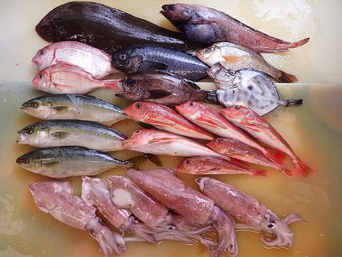 大船渡　未利用魚