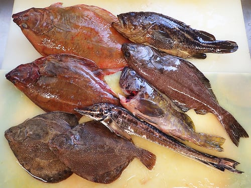 吉定丸　羅臼　未利用魚