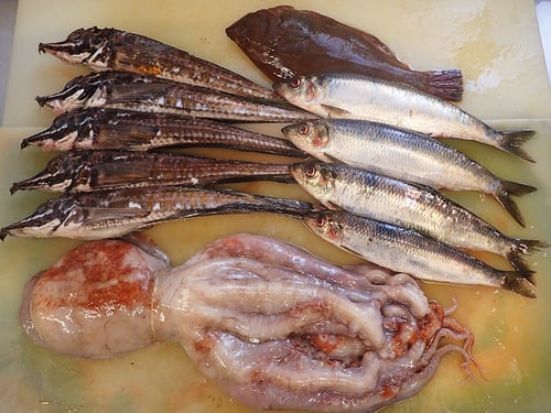 知床　羅臼　未利用魚