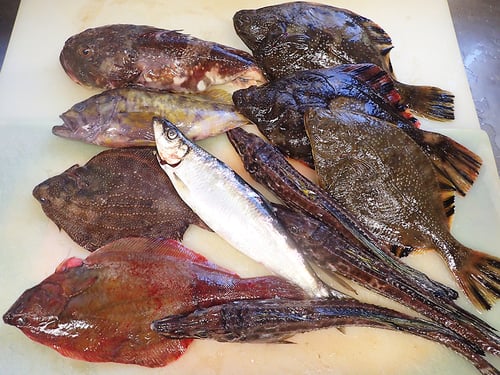 羅臼　未利用魚