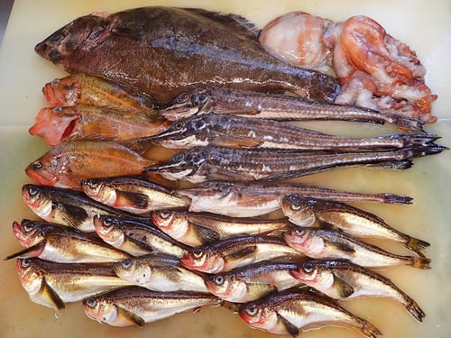 羅臼町　魚　漁業　北海道