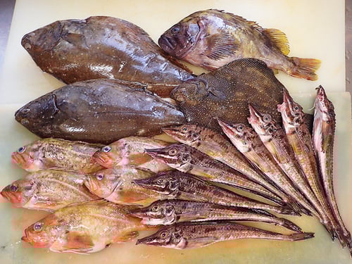 知床　羅臼　未利用魚