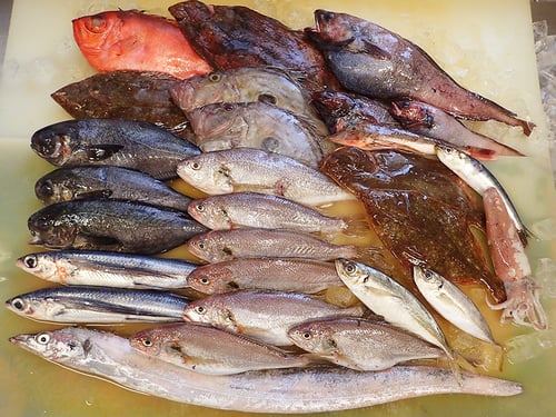 大船渡　未利用魚　高級寿司