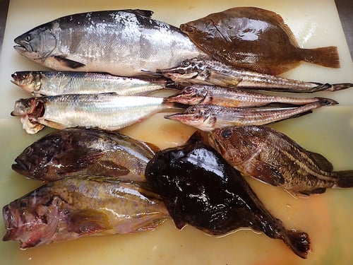 羅臼　未利用魚