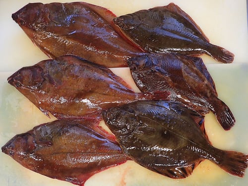 未利用魚　羅臼