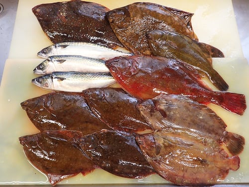 羅臼町　未利用魚