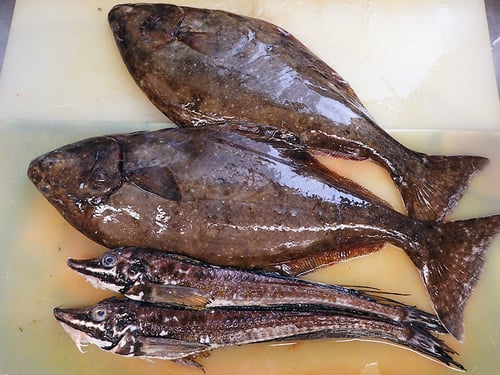 北海道　未利用魚