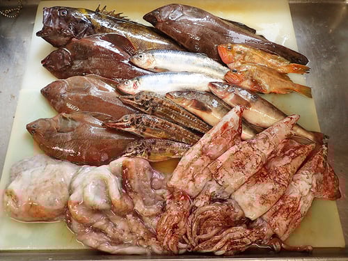 羅臼　未利用魚