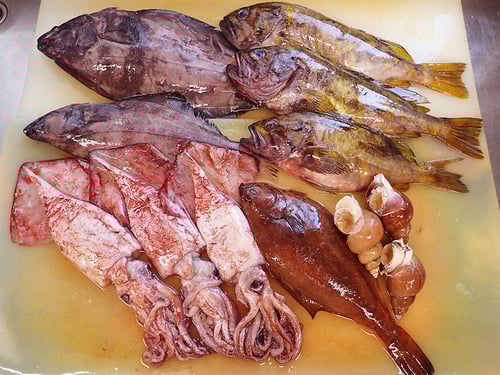 知床　羅臼　未利用魚