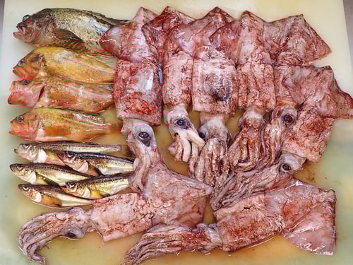 羅臼　未利用魚