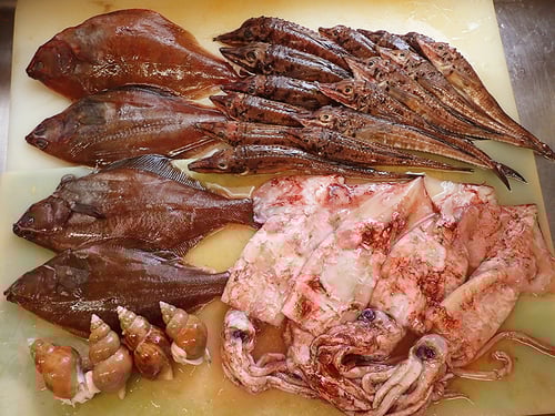 知床　羅臼　未利用魚