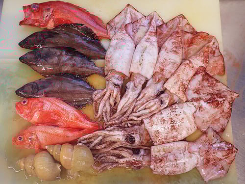 北海道　未利用魚