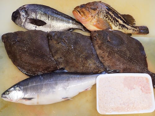 羅臼町　高級魚