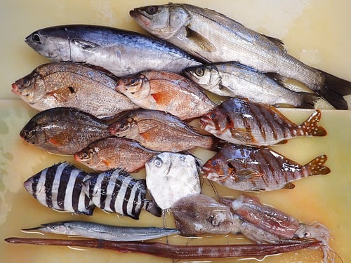 未利用魚　寿司