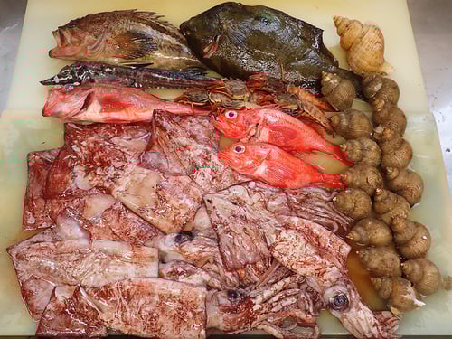 羅臼　未利用魚