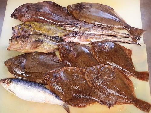 北海道　未利用魚