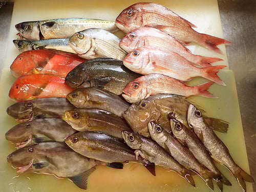 五島列島の魚　未利用魚