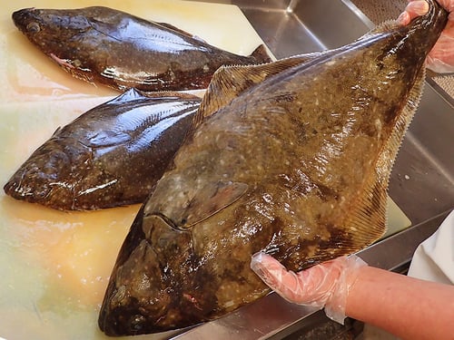 知床　羅臼　未利用魚