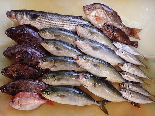 大船渡　未利用魚