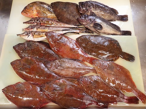 未利用魚　羅臼の魚　寿司　出前