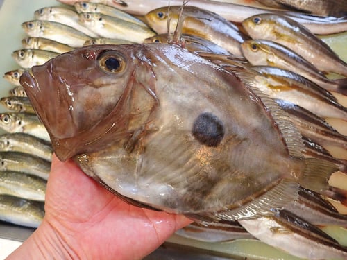 SDGs 未利用魚 宅配寿司