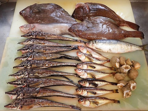 羅臼　未利用魚