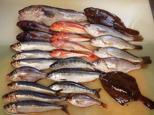 大船渡　未利用魚