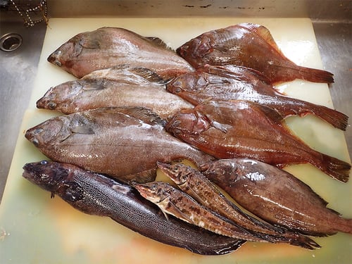 羅臼　未利用魚