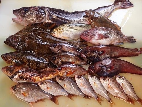 大船渡　未利用魚