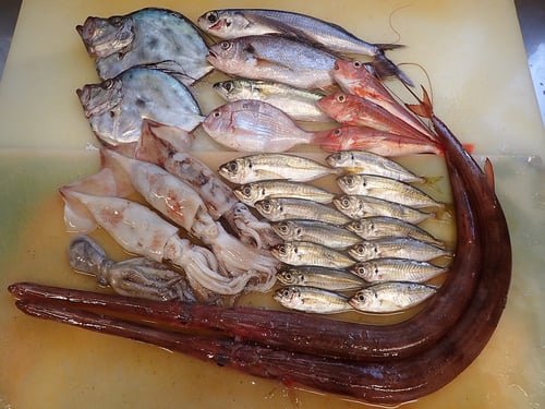 大船渡　未利用魚