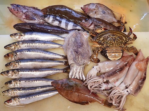 大船渡　未利用魚