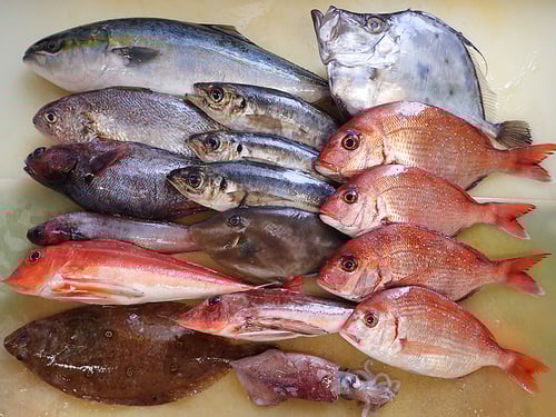 未利用魚　寿司