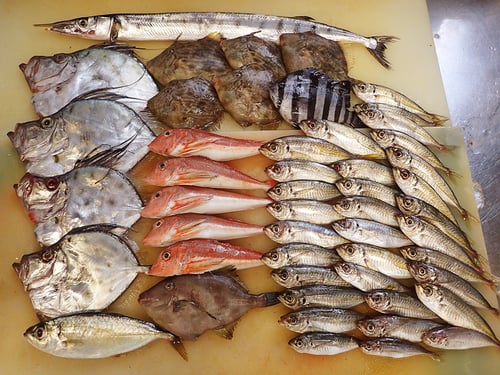 大船渡　未利用魚