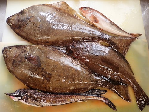 吉定丸　産地直送