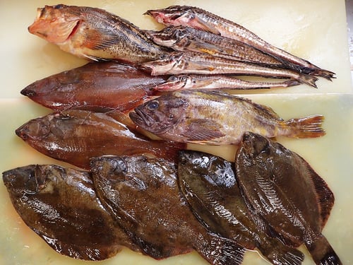 高級魚　羅臼　寿司　出前